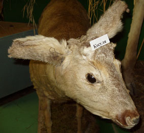 Чучело косули в музее