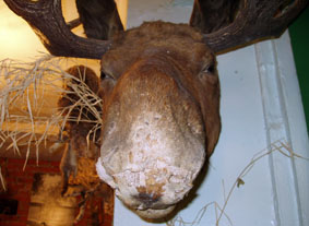Облезлая лосиная голова в музее