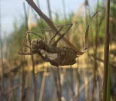 Сброшенная шкурка