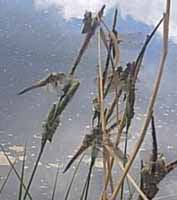 Их очень, очень много...