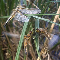 Невообразимо много...