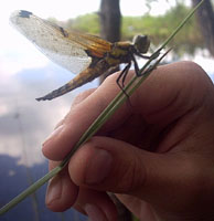 Совсем сонная стрекоза