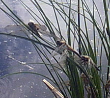 Что же будет, если они разом взлетят...