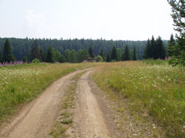 Пейзаж с елками