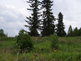 Елочки, которые остались целы...